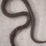 ফরিদপুরে সাপের বিচরণ বেড়েছে, সতর্ক থাকার আহ্বান

ফরিদপুরের বিভিন্ন এলাকায় সাম্প্রতিক সময়ে সাপের বিচরণ বাড়তে দেখা যাচ্ছে। বাড়ি, অফিস ও আশপাশের ঝোপঝাড় কিংবা অপরিষ্কার জায়গায় সাপ দেখা যেতে পারে।

বিশেষ করে বর্ষা মৌসুমে পুকুর, নদী-নালা, খাল-বিল ও জলাবদ্ধ এলাকায় সাপের চলাচল বেড়ে যেতে পারে। তাই আতঙ্কিত না হয়ে সবাইকে সতর্ক থাকার পাশাপাশি বাড়ির আশপাশের জঙ্গল, ঝোপঝাড় ও আবর্জনা পরিষ্কার রাখার পরামর্শ দেওয়া হচ্ছে।

বাড়ির আশপাশে সাপ দেখা গেলে অযথা কাছে না গিয়ে নিরাপদ দূরত্ব বজায় রাখুন এবং প্রয়োজন হলে স্থানীয়ভাবে প্রশিক্ষিত উদ্ধারকারী বা সংশ্লিষ্ট কর্তৃপক্ষের সহায়তা নিন।

সচেতন থাকুন, নিরাপদ থাকুন।